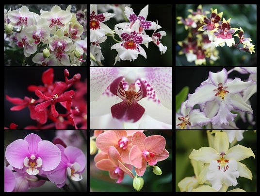 New York Botanical Garden’s Annual Orchid Show Commences | Don's ...