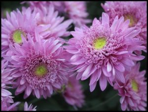 Chrysanthemum Show at the New York Botanical Garden | Don's Reports and ...