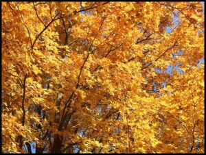 Peak Fall Colors in New York City | Don's Reports and Reflections